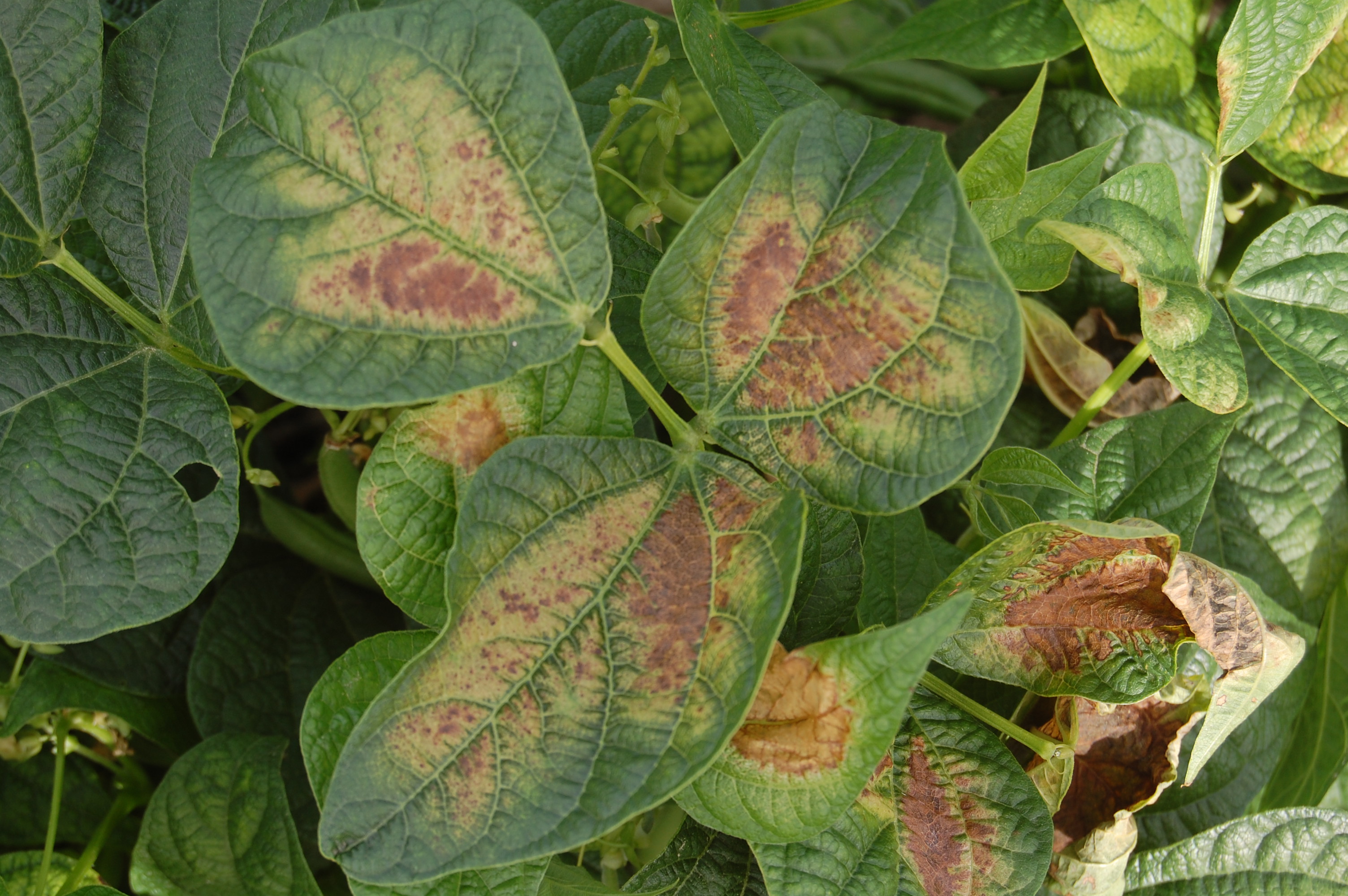 Snap-Beans_Anthracnose – ONvegetables