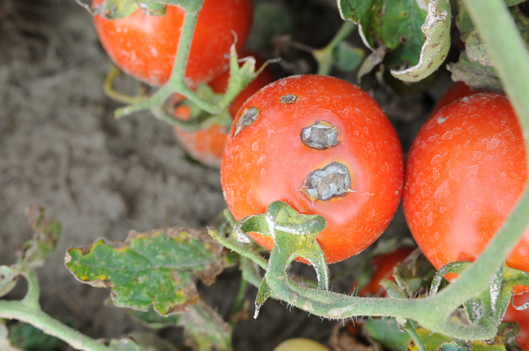 Bacterial spot lesions on processing tomato fruit
