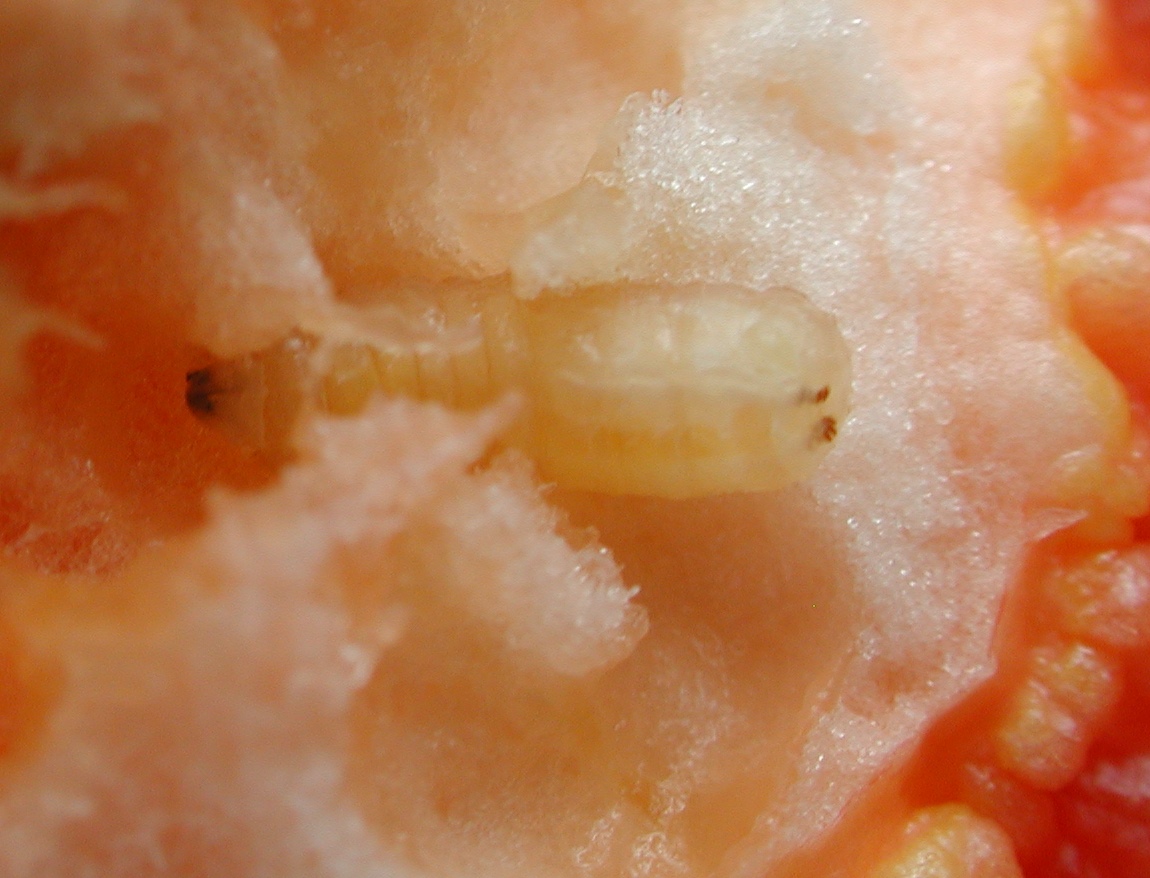 Figure 5b Pepper maggotl larva (right) ONvegetables