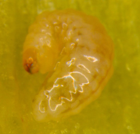 Figure 5a Pepper weevil larva (left) ONvegetables