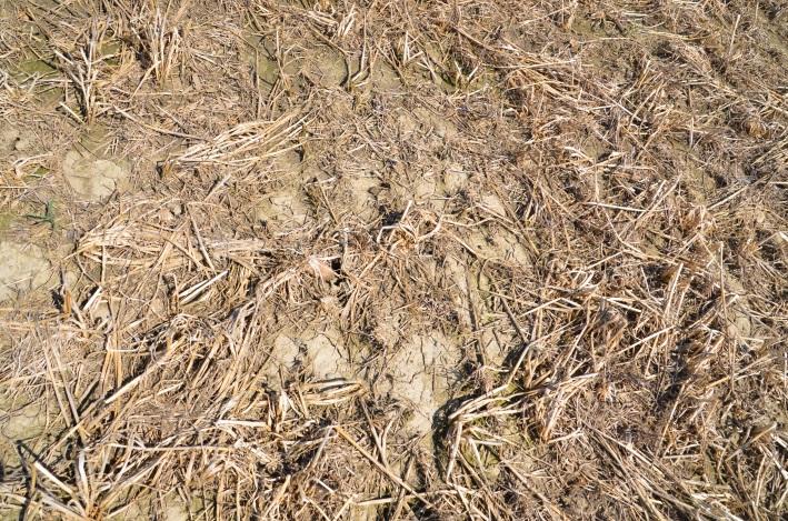 The same field showing oat and radish residue in the spring on a clay loam soil. Corn was no-tilled into this in the spring