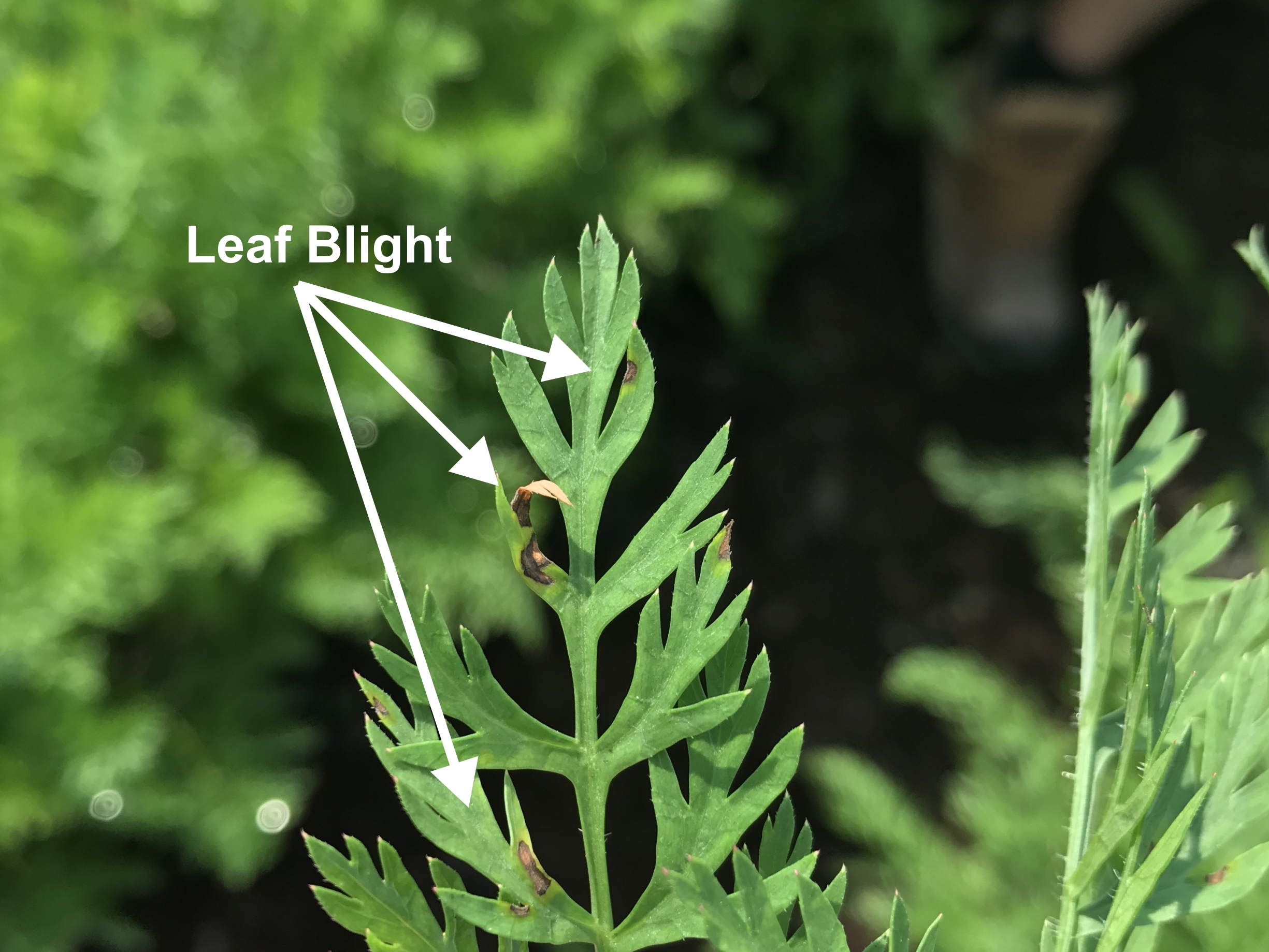 2017_Defy_Carrot_Leaf_Blight ONvegetables