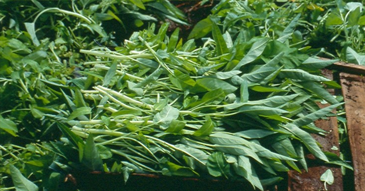 Asian Water Spinach