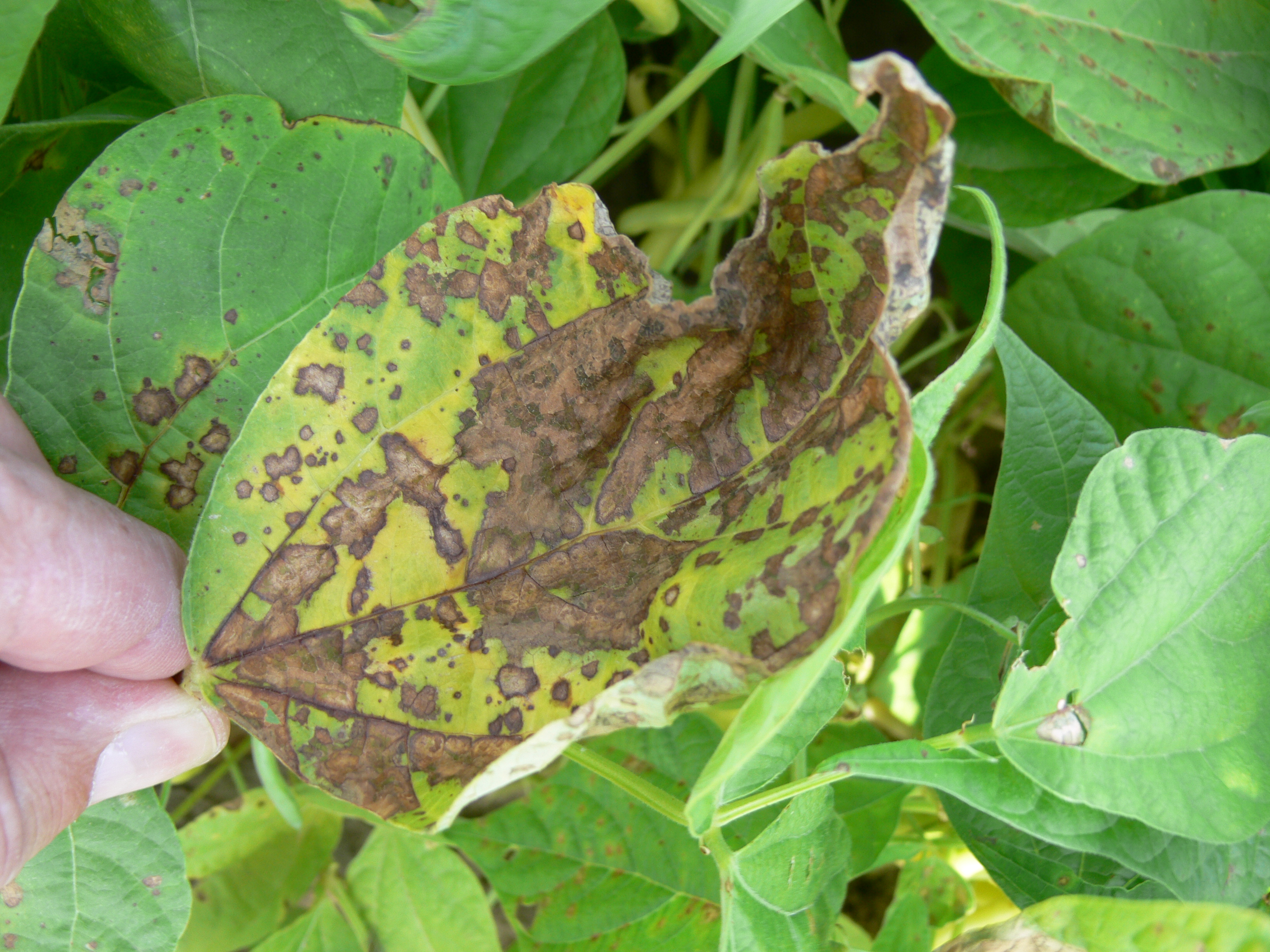 Bacterial brown spot on snap beans