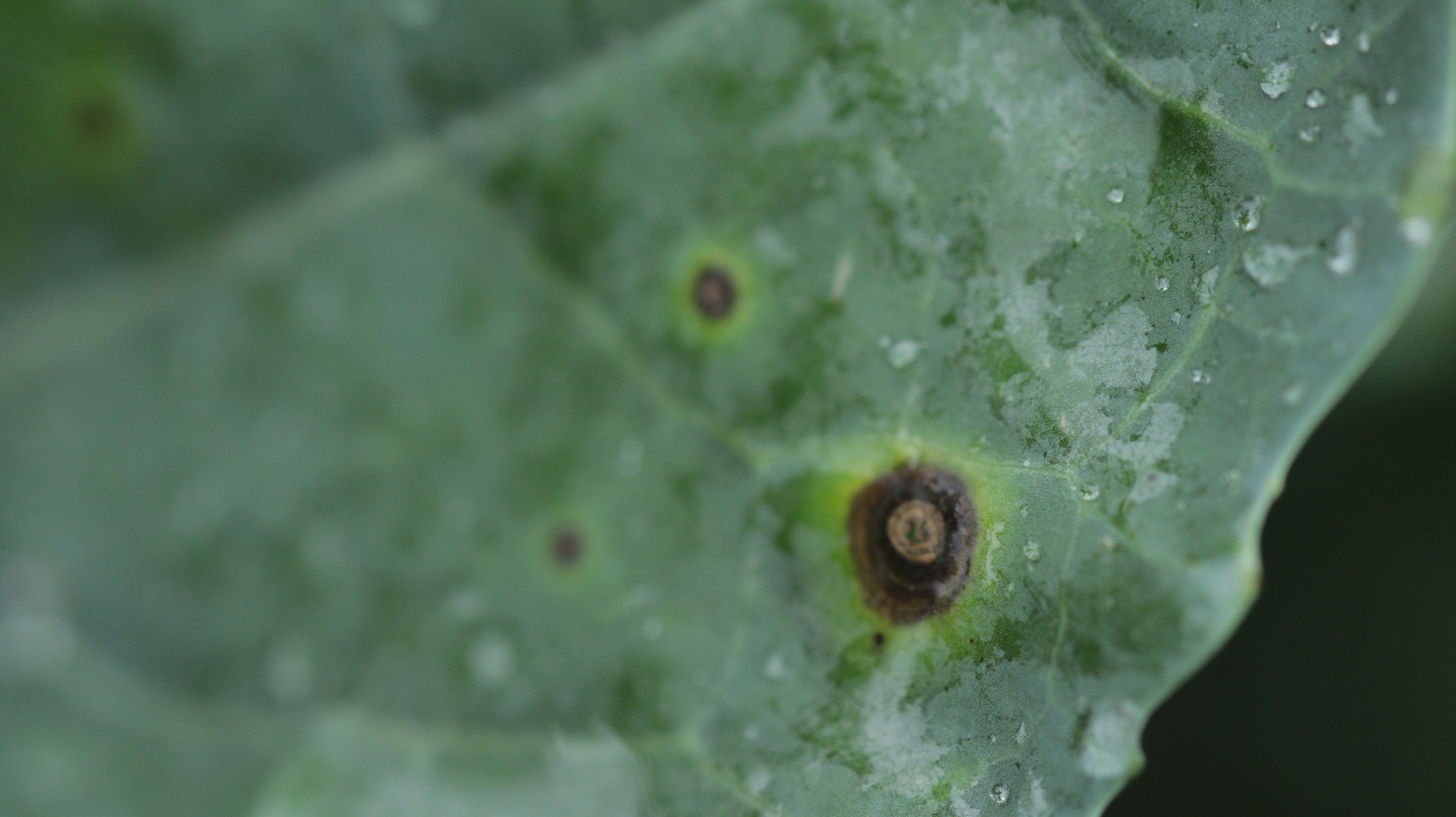 Alternaria leaf spot on head brassica leaf
