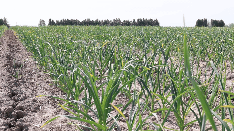 Leek moth trap in garlic field