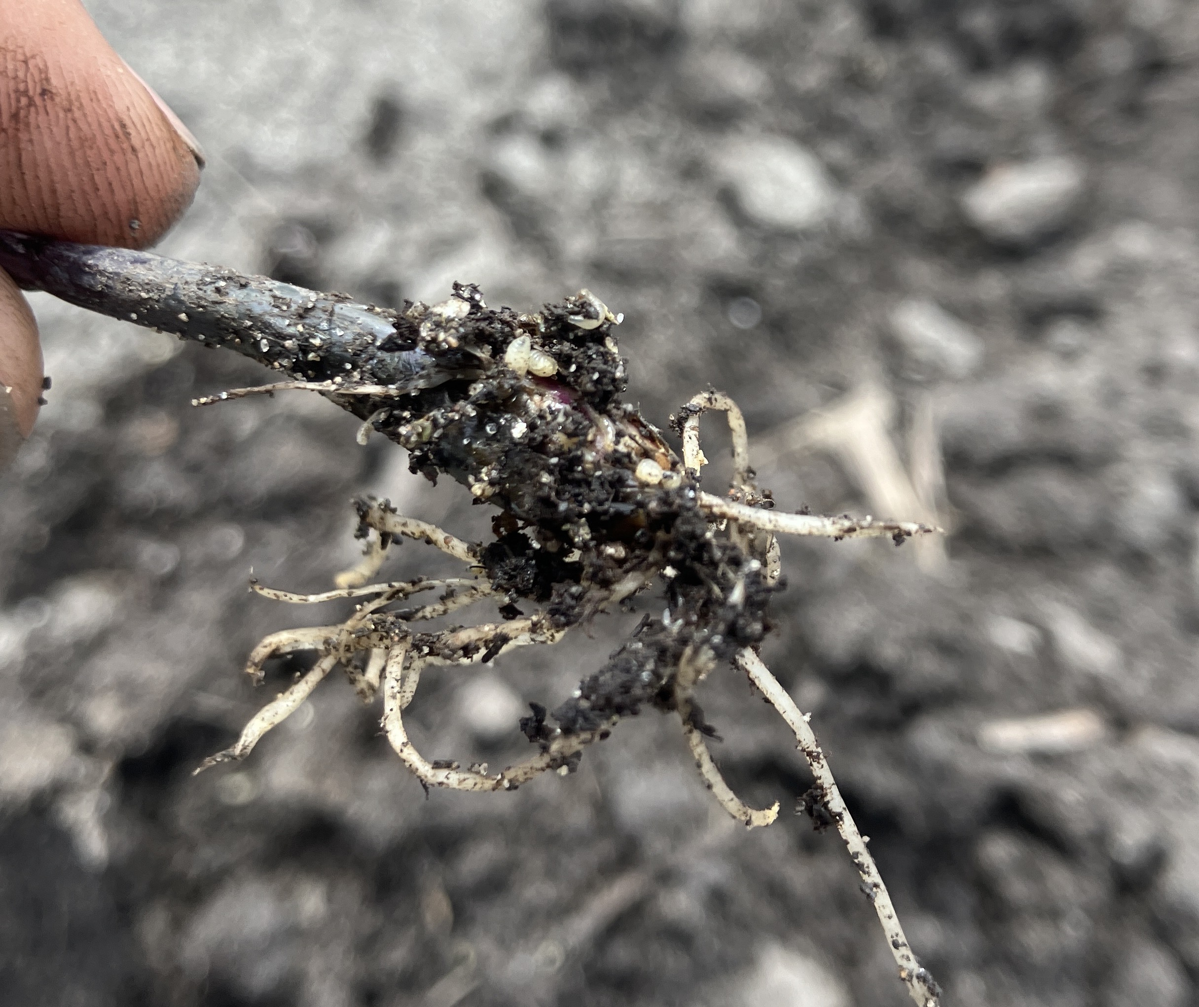Onion transplant with several onion maggot flies feeding
