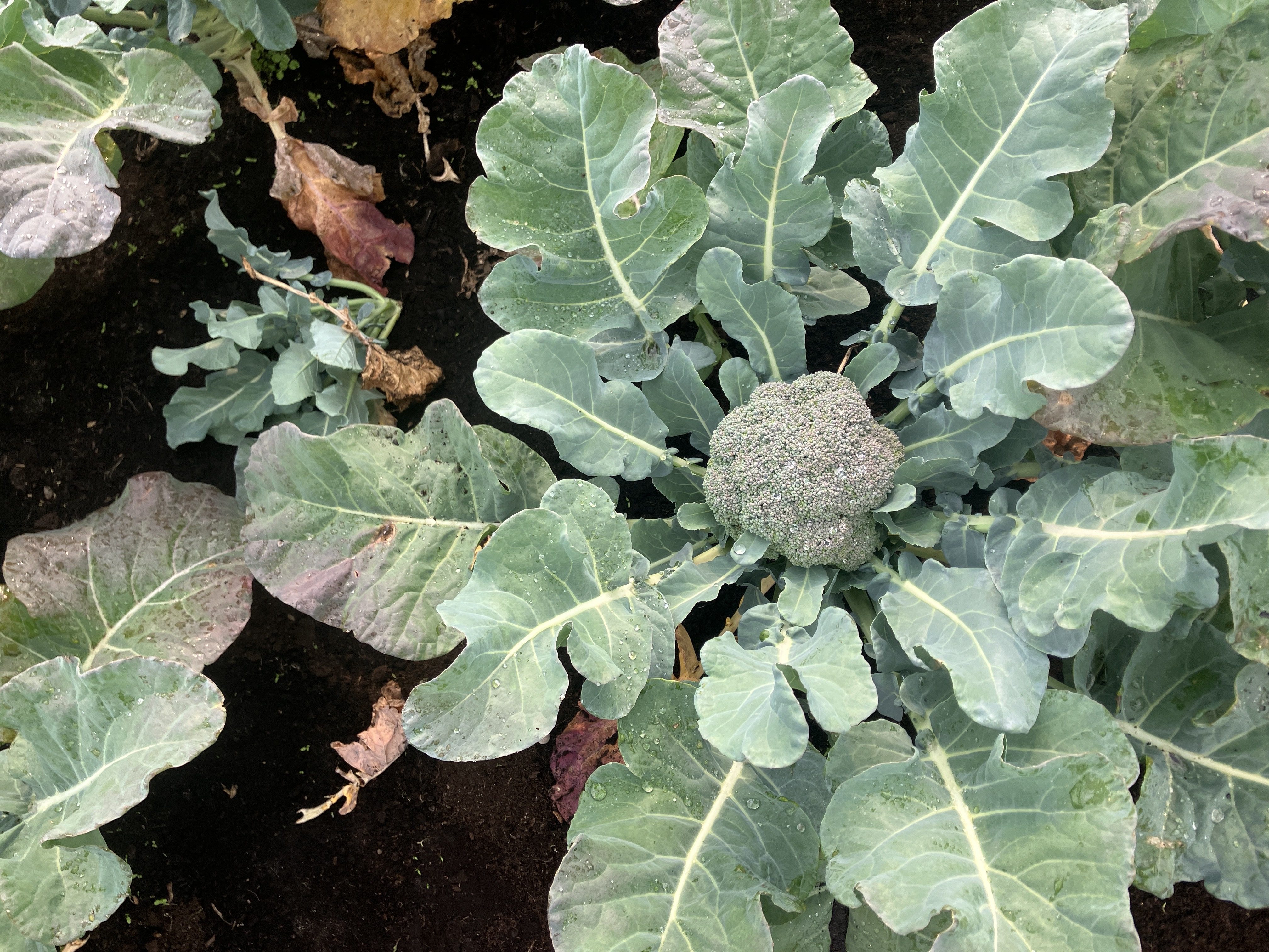Broccoli plant with Alternaria lesions on the older leaves.