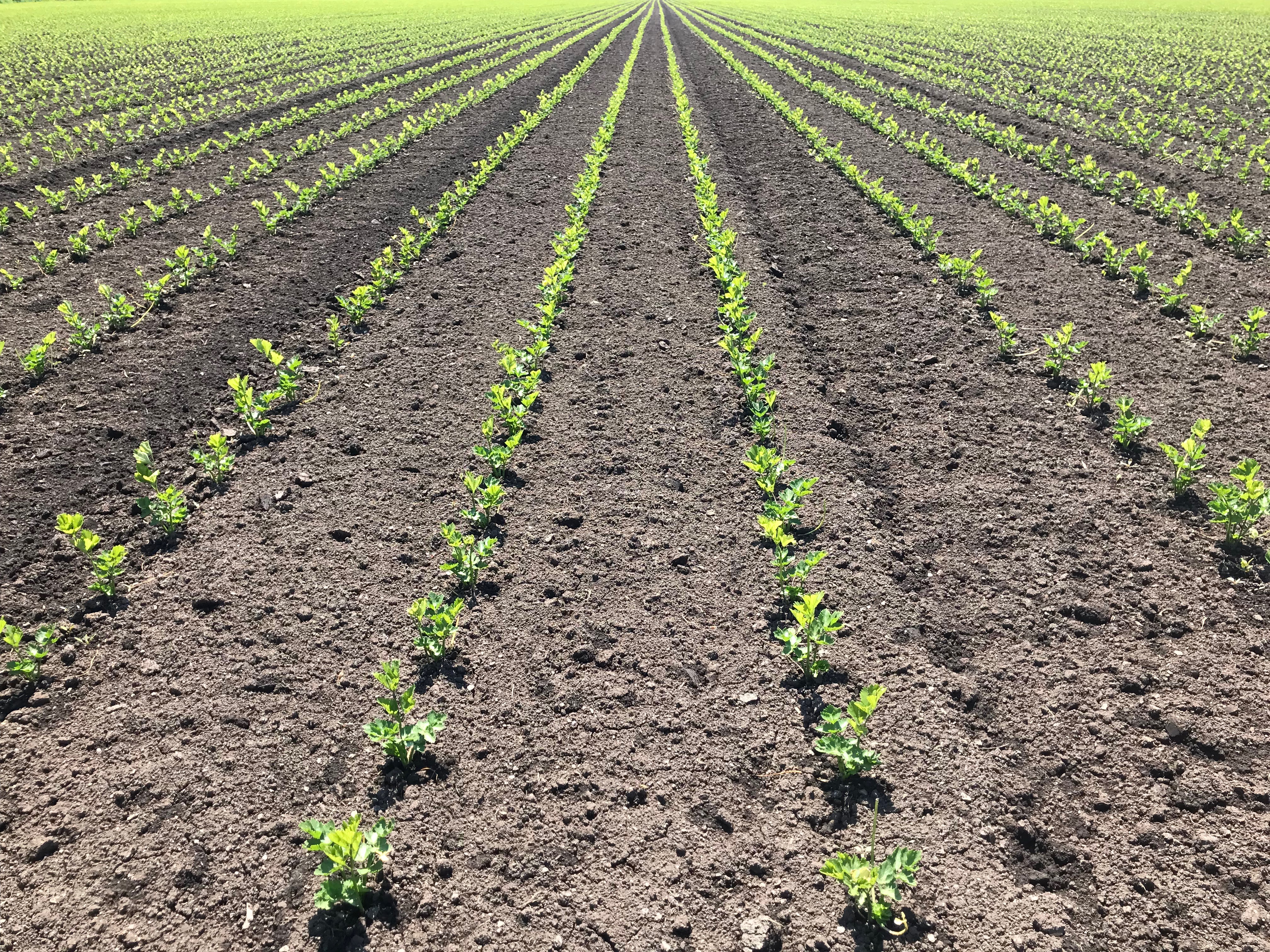 Recently transplanted celery in a field