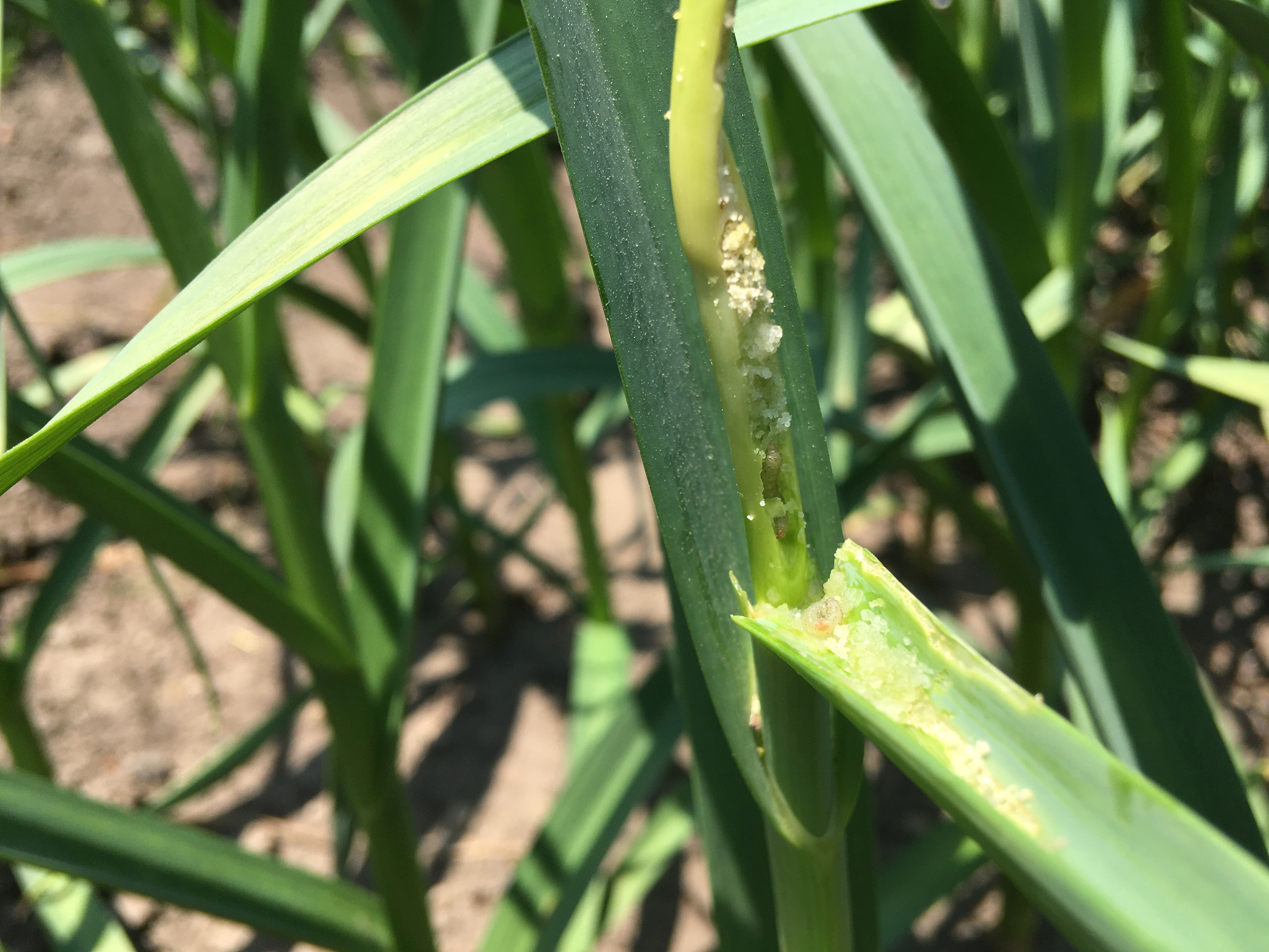 Leek moth damage to garlic scape