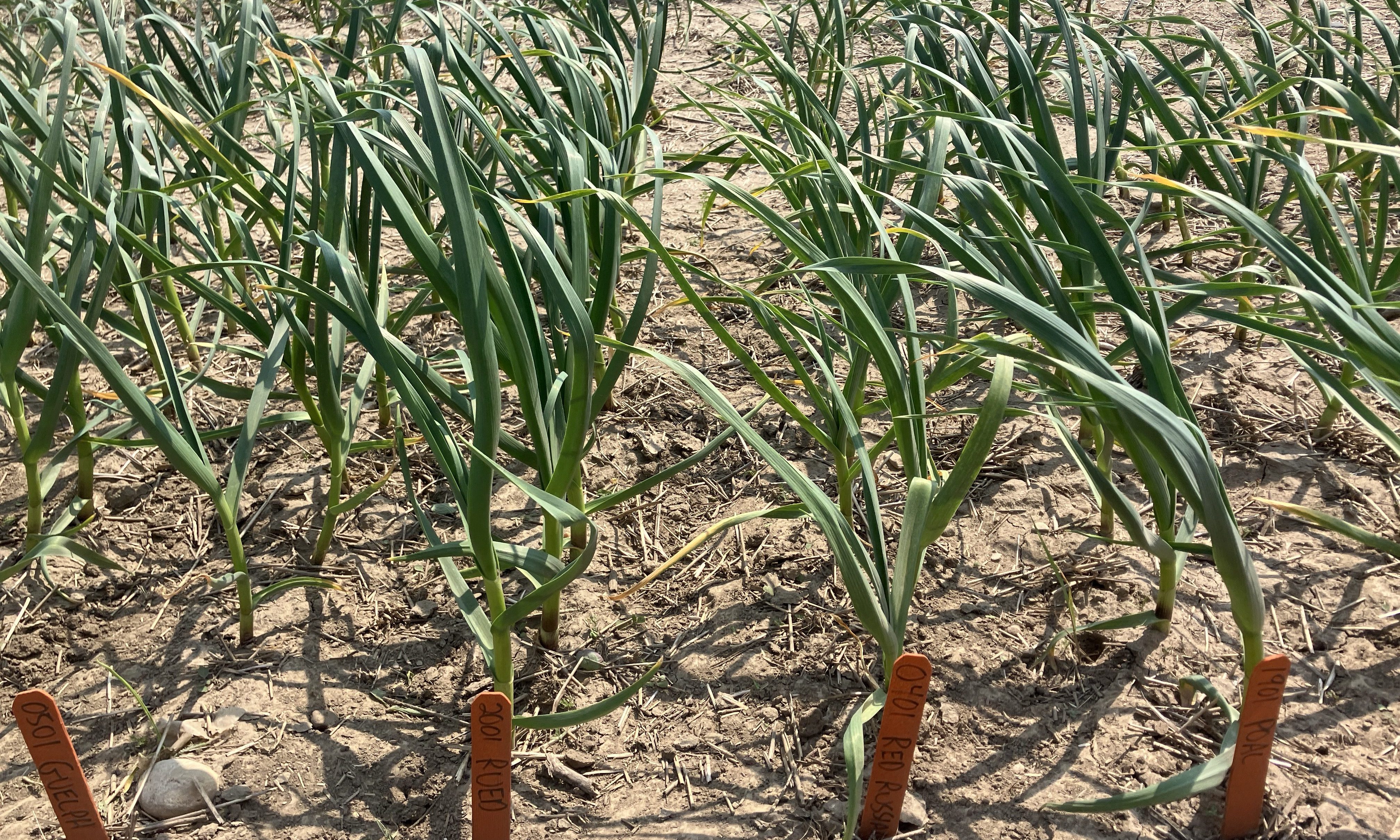 Garlic plants June 4th in Arthur, ON
