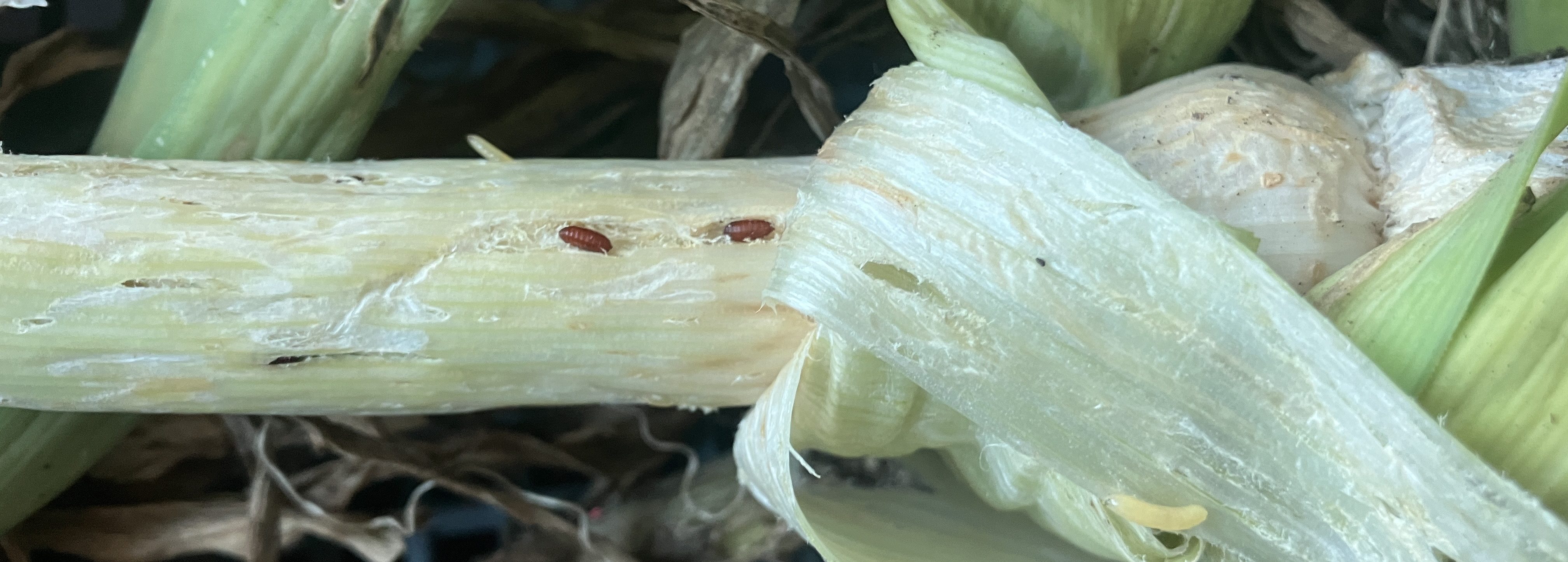 Allium leafminer pupae in leek stalk