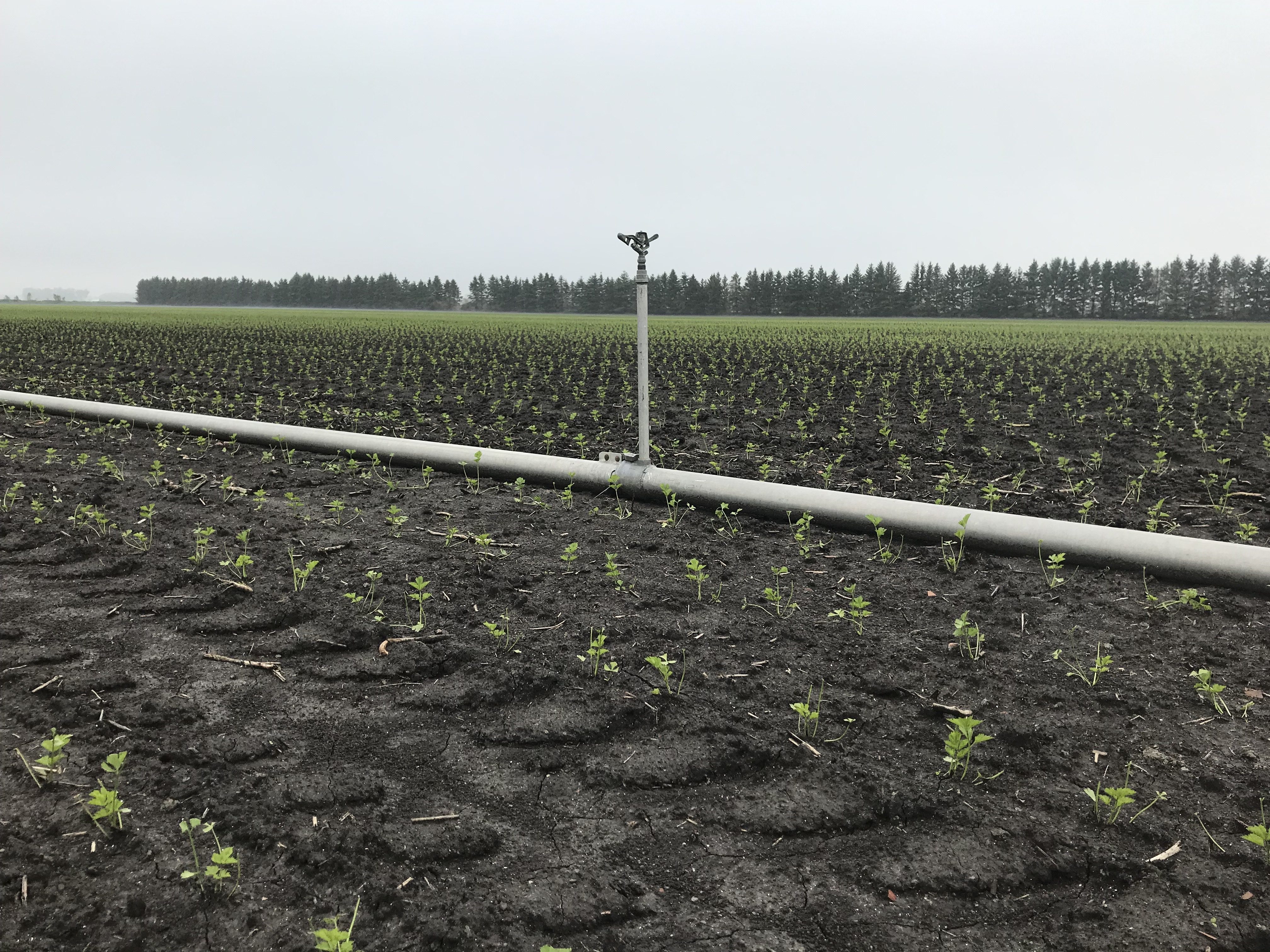 Irrigation pipe in recently transplanted celery field