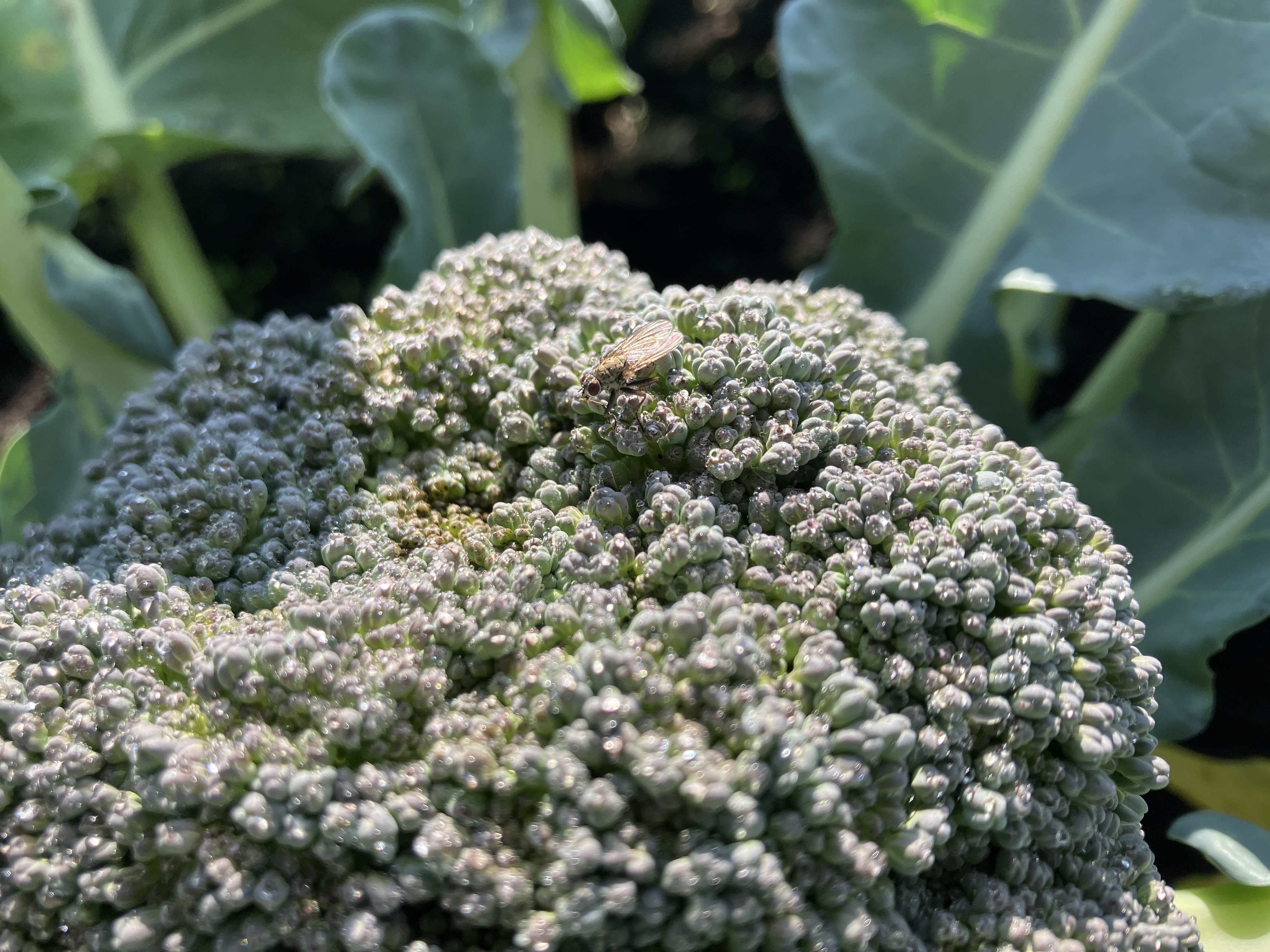 Fly on broccoli head