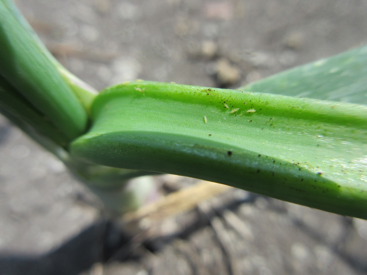 Small onion thrips on a bulb onion on muck soil