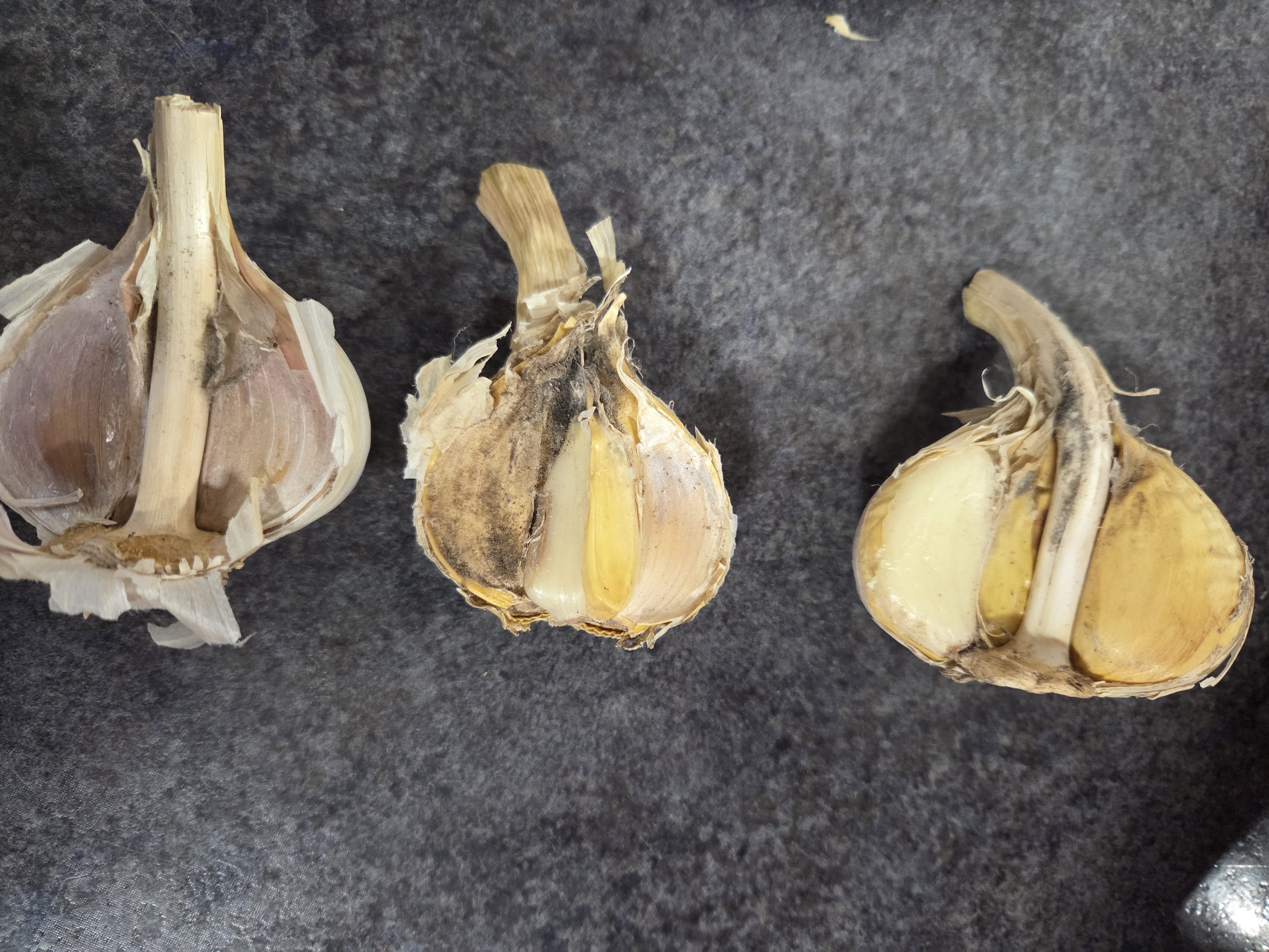 Bulbs with spores and fuzzy fungal growth